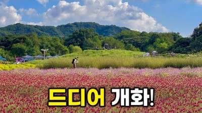 양주 나리농원 천만송이 천일홍 축제 가을 꽃축제 핑크뮬리 사계정원 코스모스 관상호박터널 경기도 당일치기 여행 데이트코스 가볼만한곳 추천