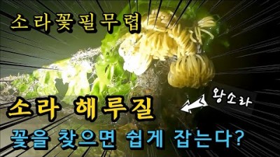 충남 태안 꾸지나무골해수욕장 소라 해루질 포인트 서해안 소라꽃 야간해루질 가볼만한곳 추천