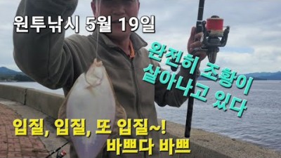거제도 도다리 원투낚시 포인트, 성포마을 성포항 놀래미 보리멸 용치노래기 원투낚시 바다낚시 포인트, 채비정보 조황정보