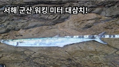 새만금방조제 삼치 메탈 루어낚시 고군산군도 서해 군산 워킹 바다낚시 채비 및 조황정보