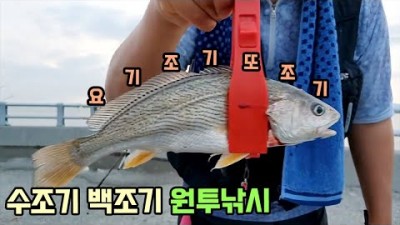 태안 백조기 수조기 원투낚시 마검포 바다낚시 포인트 가볼만한곳
