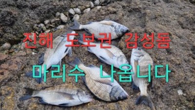 진해 감성돔낚시 포인트 도보권 초가을 감성돔낚시 채비법 조황정보