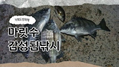 거제 감성돔 낚시 근포방파제 마릿수 가능한 방파제 바다낚시 포인트 추천