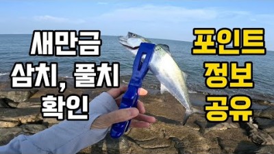 군산 새만금방조제 삼치 풀치 야간 루어낚시 포인트 및 조황정보