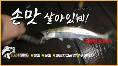 안면도 내포항 미포좌대 풀치 삼치 루어낚시 조황 및 채비정보