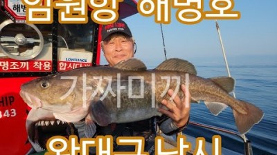 강원도 삼척 임원항 대구낚시 배낚시 출조 조황 및 채비 정보