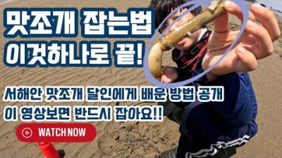 맛조개 잡는법, 서해안 맛조개 해루질 도구, 방법, 포인트 가볼만한곳