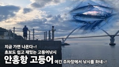 충남 안흥항 고등어 학꽁치 낚시포인트 주차 편한 바다낚시 가볼만한곳