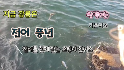 전어낚시 카드채비 전어를 쉽게 잡는 방법
