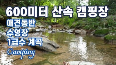 서울근교 가평 600미터 고지대 시원한 산속 계곡 캠핑장, 애견동반 가능한 계곡과 수영장이 있는 계곡 캠핑장 가볼만한곳 추천