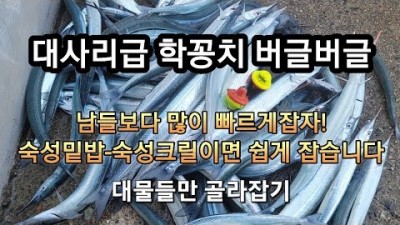 부산 기장 칠암방파제 학꽁치 낚시포인트 채비 조황정보