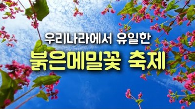 영월 동강 붉은메밀꽃 축제 강원도 가을여행 가볼만한곳