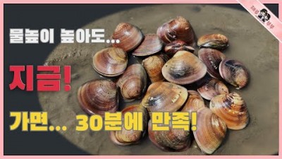 인천 서해안 백합조개 해루질 포인트 주먹만한 백합 만통하는 서울근교 영종도 용유도 조름섬 무의대교 해루질 가볼만한곳 추천