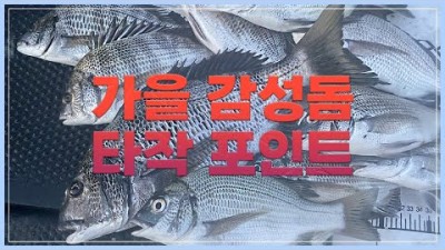 삼천포 감성돔낚시 포인트 도보권 감성돔 찌낚시 조황정보 및 채비정보