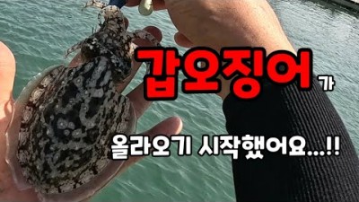 여수 갑오징어낚시, 도보권 국동항 워킹 갑오징어 루어낚시 포인트, 채비정보