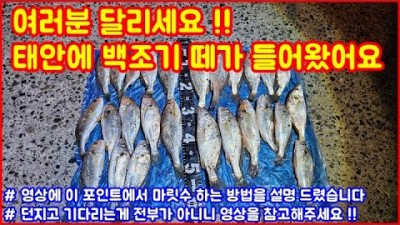 태안 방파제 백조기 원투낚시 바다낚시포인트 조황정보