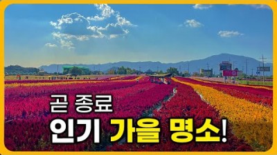 철원 고석정 꽃밭 24만평 국내 최대 규모 핑크뮬리 명소 당일치기 힐링 가을 여행지 가볼만한곳 추천