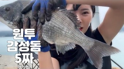 여수 방파제 5짜 감성돔 원투낚시 바다낚시 포인트