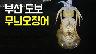 부산 오륙도 무늬오징어 에깅낚시 포인트 도보권 무늬오징어낚시 조황정보 및 채비정보