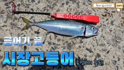 부산 오륙도 백운포 방파제 볼락 전갱이 메가리 고등어 낚시 부산 바다낚시포인트 조황 및 채비정보