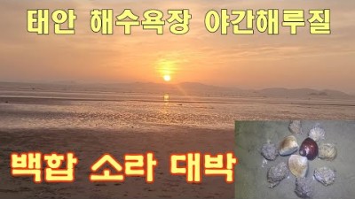 서해바다 태안 몽산포 청포대 야간 해루질포인트, 백합해루질, 소라해루질, 충남 태안 해수욕장 야간 해루질 포인트