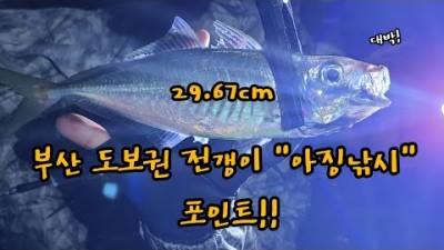 부산 구덕포 갯바위 전갱이낚시 아징낚시 사이즈 좋은 전갱이 바다낚시포인트 가볼만한곳 추천