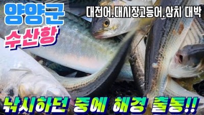 양양 수산항 전어 고등어 삼치 학꽁치 낚시포인트 채비정보 조황정보 속초 고등어낚시 포인트 추천