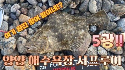 강원도 속초 양양 해수욕장 광어 서프루어 바다낚시 포인트